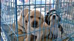 To register their pets, residents can either go to the MC’s zonal offices or visit mcludhiana.gov.in and fill in necessary details. (HT File Photo) To register their pets, residents can either go to the MC’s zonal offices or visit mcludhiana.gov.in and fill in necessary details. (HT File Photo)