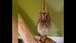 The image shows a owl sitting on a branch.(Screengrab) The image shows a owl sitting on a branch.(Screengrab)