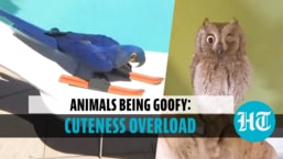 Cute animal video to make your day brighter