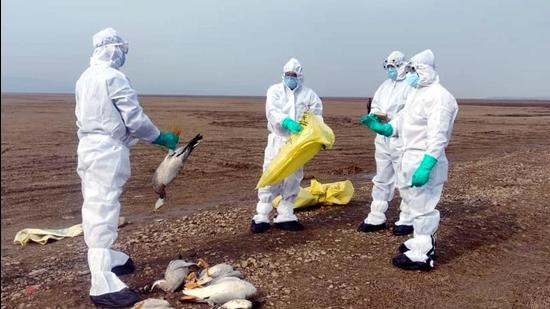 Officials of the wildlife wing of Himachal Pradesh’s forest department collecting samples of the dead migratory birds at the Pong Dam wetland in January when the avian flu outbreak claimed the lives of more than 5,000 birds. (HT file photo) Officials of the wildlife wing of Himachal Pradesh’s forest department collecting samples of the dead migratory birds at the Pong Dam wetland in January when the avian flu outbreak claimed the lives of more than 5,000 birds. (HT file photo)