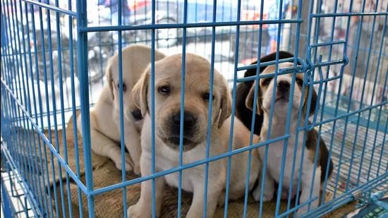 To register their pets, residents can either go to the MC’s zonal offices or visit mcludhiana.gov.in and fill in necessary details. (HT File Photo) To register their pets, residents can either go to the MC’s zonal offices or visit mcludhiana.gov.in and fill in necessary details. (HT File Photo)