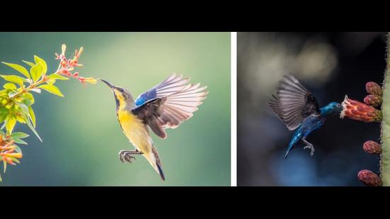 A male sunbird in winter plumage in Sector 18, Chandigarh, and (right) in breeding colours, Cactus Garden, Panchkula. (PHOTOS: ANUJ JAIN)