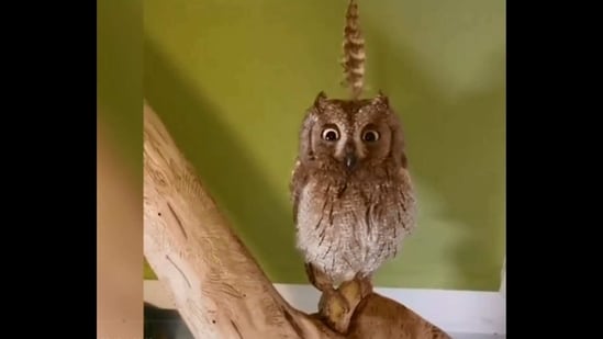 The image shows a owl sitting on a branch.(Screengrab)