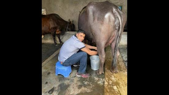 The photo uploaded by Chandigarh senior superintendent of police Kuldeep Singh Chahal on Facebook on Friday shows him milking a buffalo. The officer belongs to family of farmers of Ujhana village in Haryana’s Jind district.