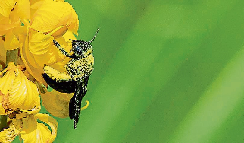 A carpenter bee dusted in spring’s pollen. (PHOTO: ANIRBAN BHOWMIK) A carpenter bee dusted in spring’s pollen. (PHOTO: ANIRBAN BHOWMIK)