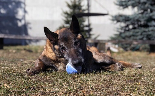 Retired police dog Aron plays with a ball at the private "Veterans' Corner" shelter in Gierlatowo, in Poland.(AP) Retired police dog Aron plays with a ball at the private "Veterans' Corner" shelter in Gierlatowo, in Poland.(AP)