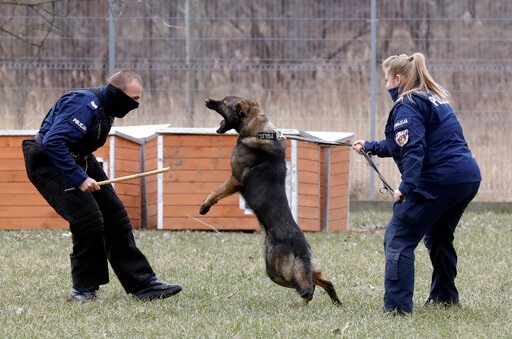 Police officer Katarzyna Matuszewska, right, in training with patrol dog Ort, in Warsaw, Poland.(AP) Police officer Katarzyna Matuszewska, right, in training with patrol dog Ort, in Warsaw, Poland.(AP)