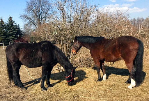 Retired police horses graze in the early spring sunshine at the private "Veterans' Corner" shelter in Gierlatowo, in Poland.(AP) Retired police horses graze in the early spring sunshine at the private "Veterans' Corner" shelter in Gierlatowo, in Poland.(AP)