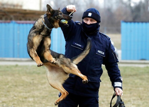 Police officer Pawel Kuchnio in training with patrol dog Orbita, in Warsaw, Poland.(AP) Police officer Pawel Kuchnio in training with patrol dog Orbita, in Warsaw, Poland.(AP)
