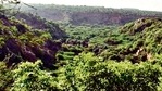 In 2019, the Centre said the Chhattisgarh government could take a call on a coal mine project in Hasdeo Arand forests (in photo).