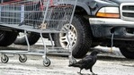 A raven investigates the contents of a shopping cart while another walks by on the ground in a Costco parking lot in south Anchorage, Alaska.(AP) A raven investigates the contents of a shopping cart while another walks by on the ground in a Costco parking lot in south Anchorage, Alaska.(AP)