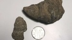 Singh believes the fossil's markings mean it is most likely a Rugosa coral and that the period that they existed from was between 500 and 251 million years ago, the Paleozoic Era.(PTI) Singh believes the fossil's markings mean it is most likely a Rugosa coral and that the period that they existed from was between 500 and 251 million years ago, the Paleozoic Era.(PTI)