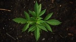 At least 14 other states already allow residents to buy marijuana for recreational and not just medical use, but New York’s past efforts to pass marijuana legalization have failed in recent years.(Unsplash) At least 14 other states already allow residents to buy marijuana for recreational and not just medical use, but New York’s past efforts to pass marijuana legalization have failed in recent years.(Unsplash)
