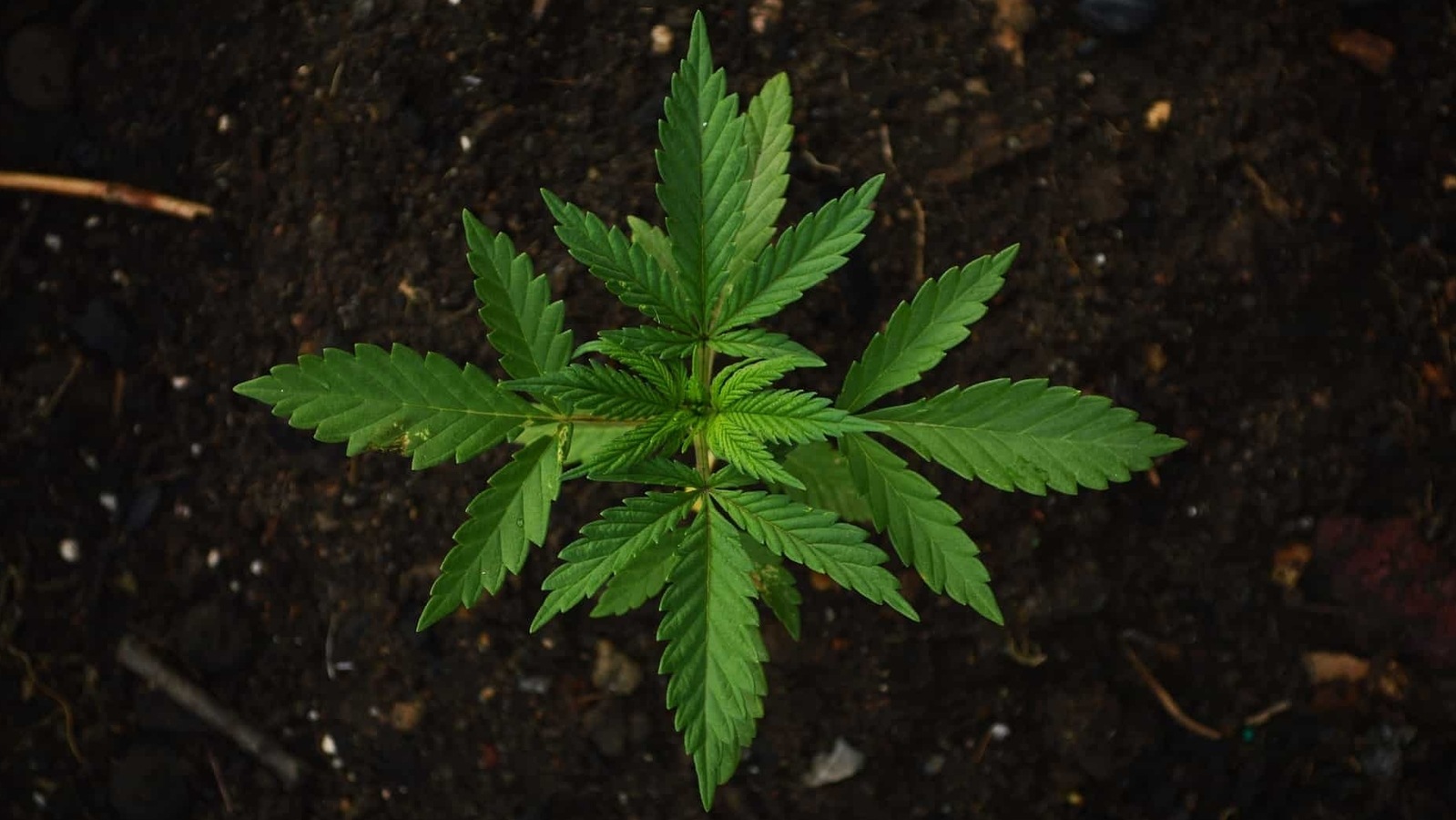 New York Lawmakers Agree To Legalize Recreational Marijuana | World ...