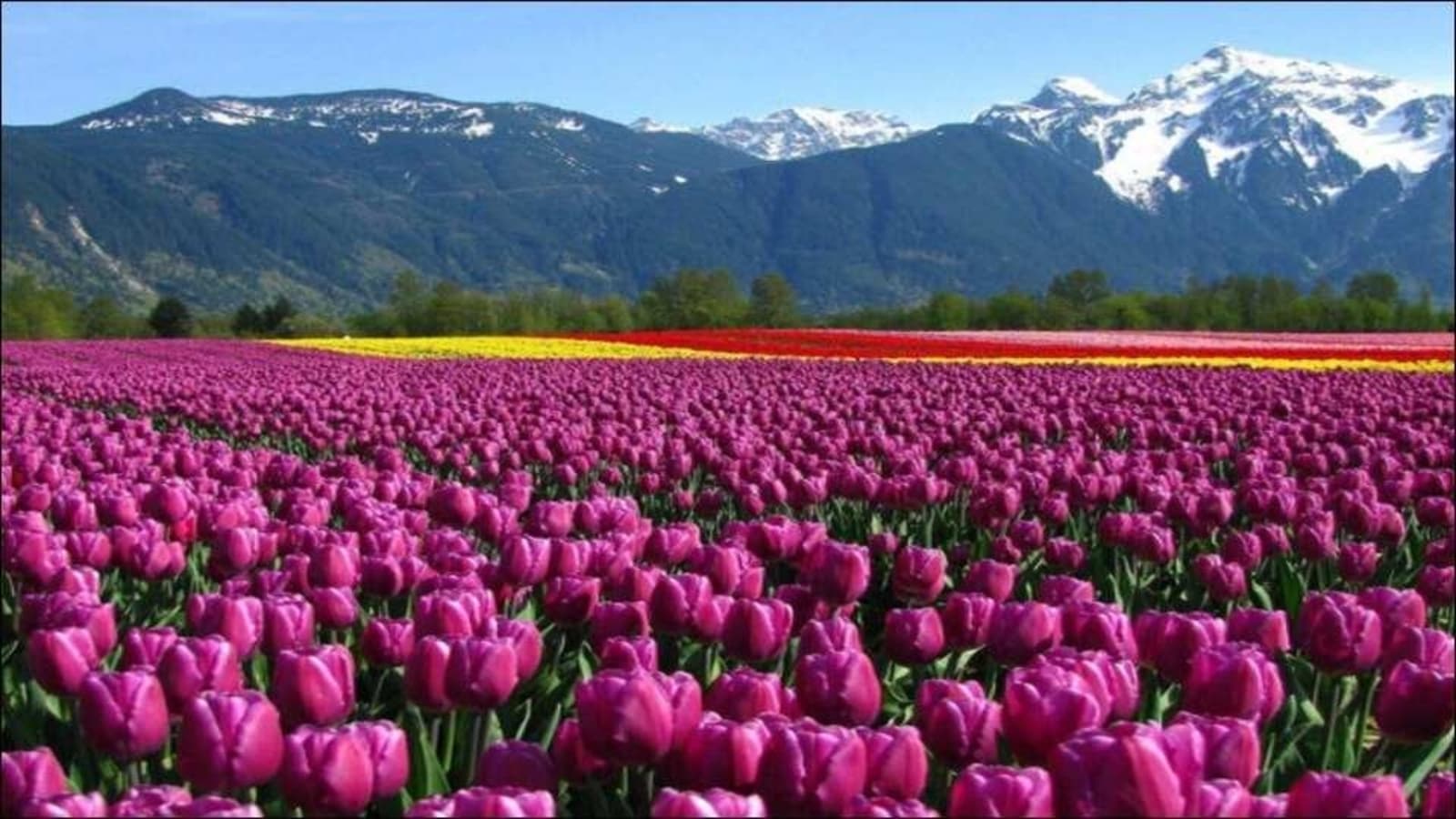 Tulip Festival 2024 Kashmir Trude Gertrude