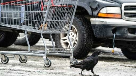 A raven investigates the contents of a shopping cart while another walks by on the ground in a Costco parking lot in south Anchorage, Alaska. (AP) A raven investigates the contents of a shopping cart while another walks by on the ground in a Costco parking lot in south Anchorage, Alaska. (AP)