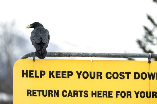 A raven carries food in its beak as it sits atop a sign in a Costco parking lot in south Anchorage, Alaska. (AP) A raven carries food in its beak as it sits atop a sign in a Costco parking lot in south Anchorage, Alaska. (AP)