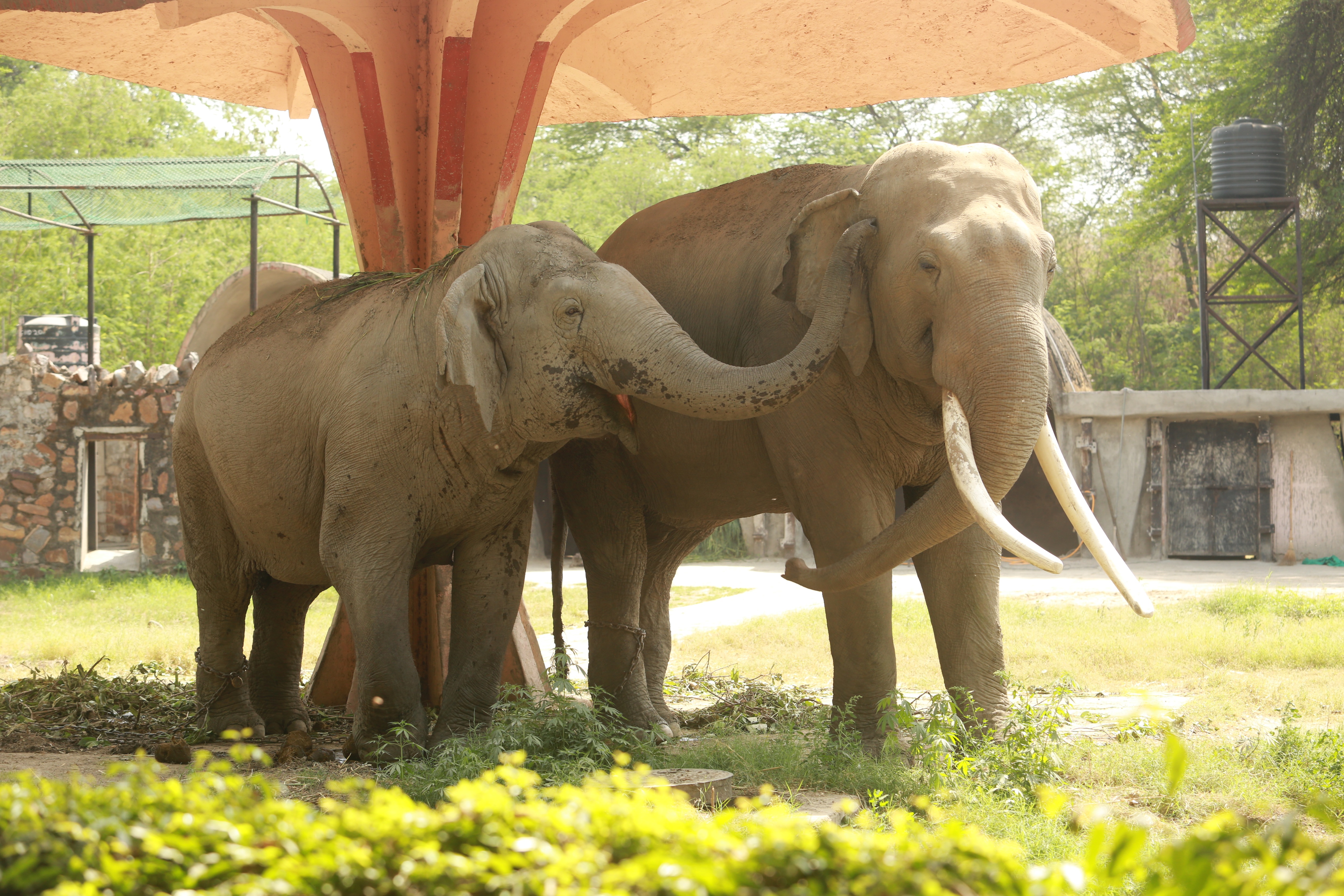 Elephants Heera and Raj Lakshmi in a playful mood soak in summer sun. (Photo: Manoj Verma/HT) Elephants Heera and Raj Lakshmi in a playful mood soak in summer sun. (Photo: Manoj Verma/HT)