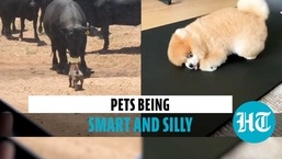 Viral videos of pets