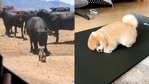 The image shows some pets being smart. The image shows some pets being smart.