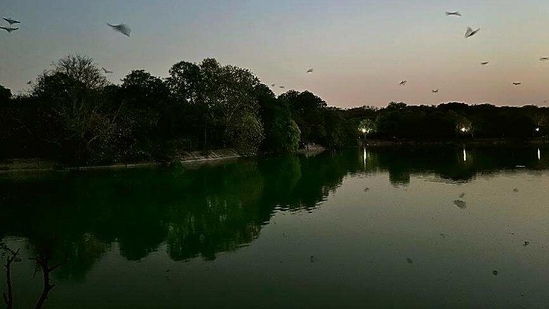 Every day, just after sunset, hundreds of bats start flying over and around the lake in south Delhi’s Deer Park. Every day, just after sunset, hundreds of bats start flying over and around the lake in south Delhi’s Deer Park.
