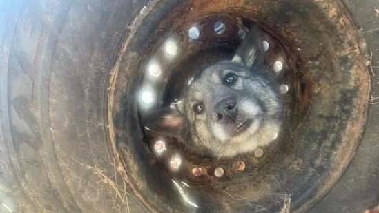 A picture of Bella the dog stuck in the tyre. (Facebook/Falmouth Animal Control)