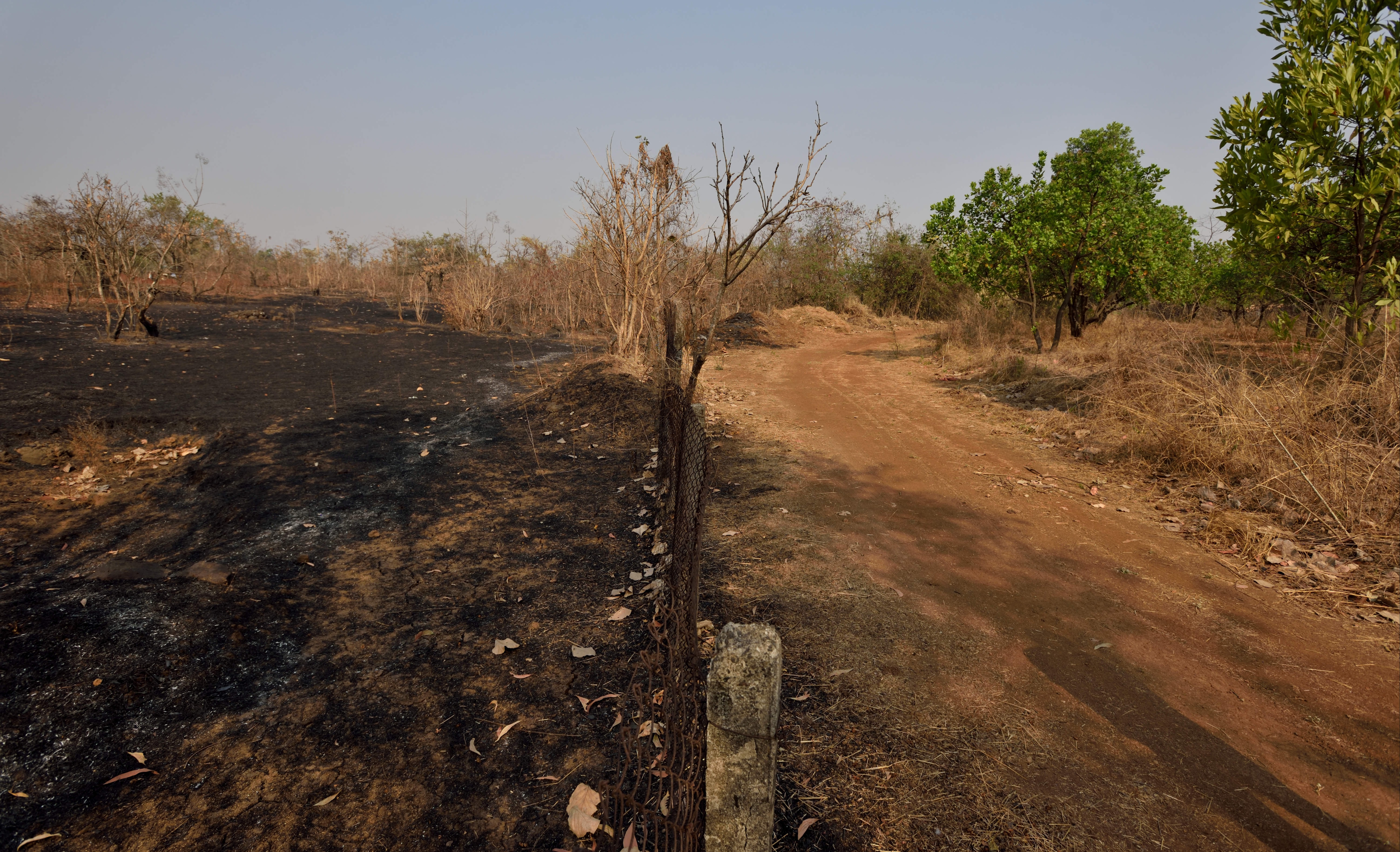 A view of Adityavardhan Pathak's commercial farm, which fielded a forest fire at the start of March.(Satish Bate/HT PHOTO) A view of Adityavardhan Pathak's commercial farm, which fielded a forest fire at the start of March.(Satish Bate/HT PHOTO)