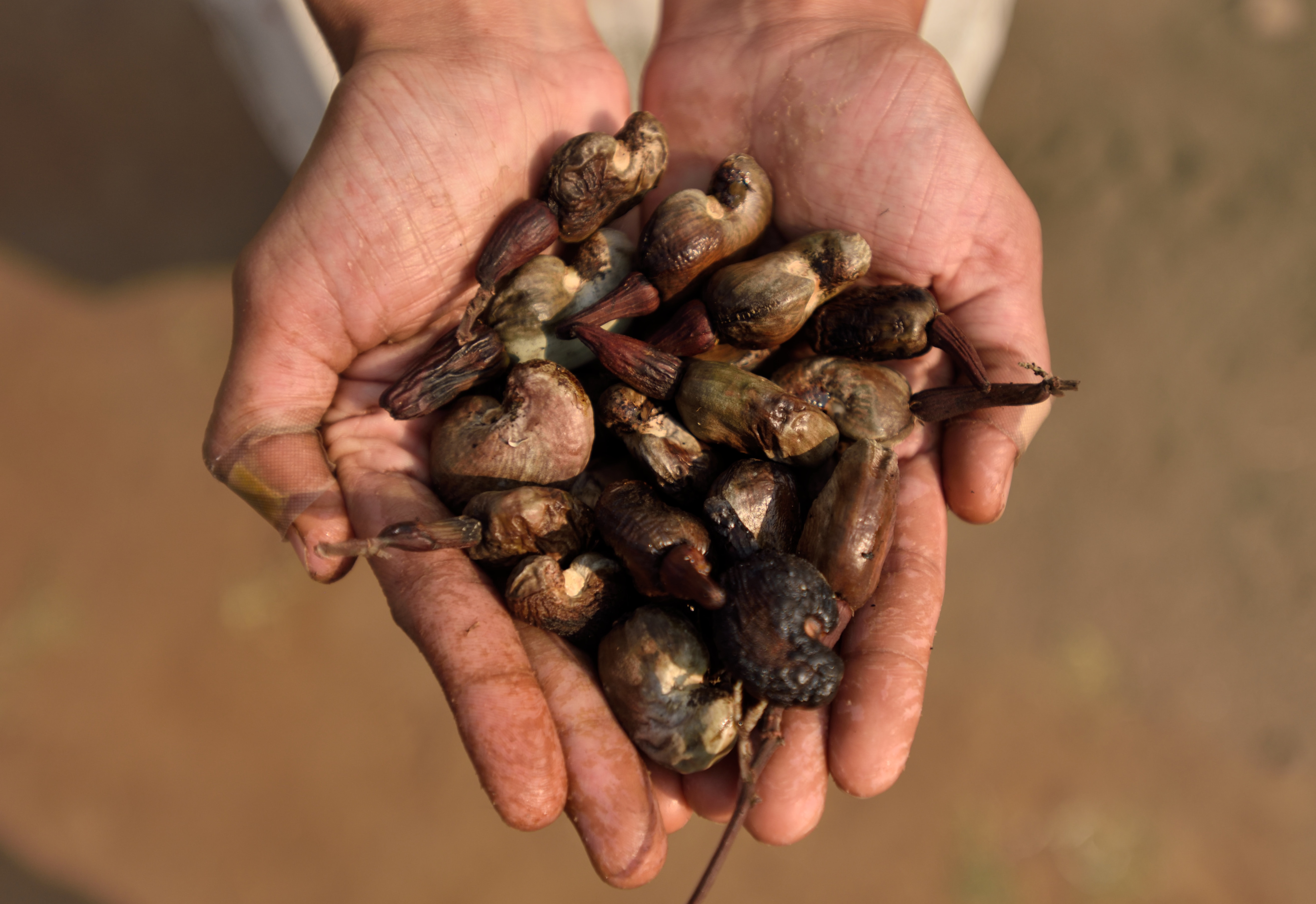 A wild fire hit Adityavardhan Pathak's orchard of cashew trees, and destroyed the crop. "We’re trying to salvage some of it by making olya kajuchi sabzi, a Maharashtrian delicacy which uses raw cashew-nut,” said Pathak’s wife, Sujata.(Satish Bate/HT PHOTO) A wild fire hit Adityavardhan Pathak's orchard of cashew trees, and destroyed the crop. "We’re trying to salvage some of it by making olya kajuchi sabzi, a Maharashtrian delicacy which uses raw cashew-nut,” said Pathak’s wife, Sujata.(Satish Bate/HT PHOTO)
