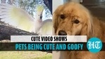 Daily dose of happiness: Pets being cute and goofy Daily dose of happiness: Pets being cute and goofy