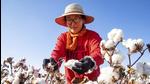 Nesta foto de arquivo, um colhedor de algodão trabalha no campo em Hami, na região de Xinjiang, noroeste da China.  (AP)
