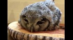 The image shows the baby owl.(Reddit) The image shows the baby owl.(Reddit)