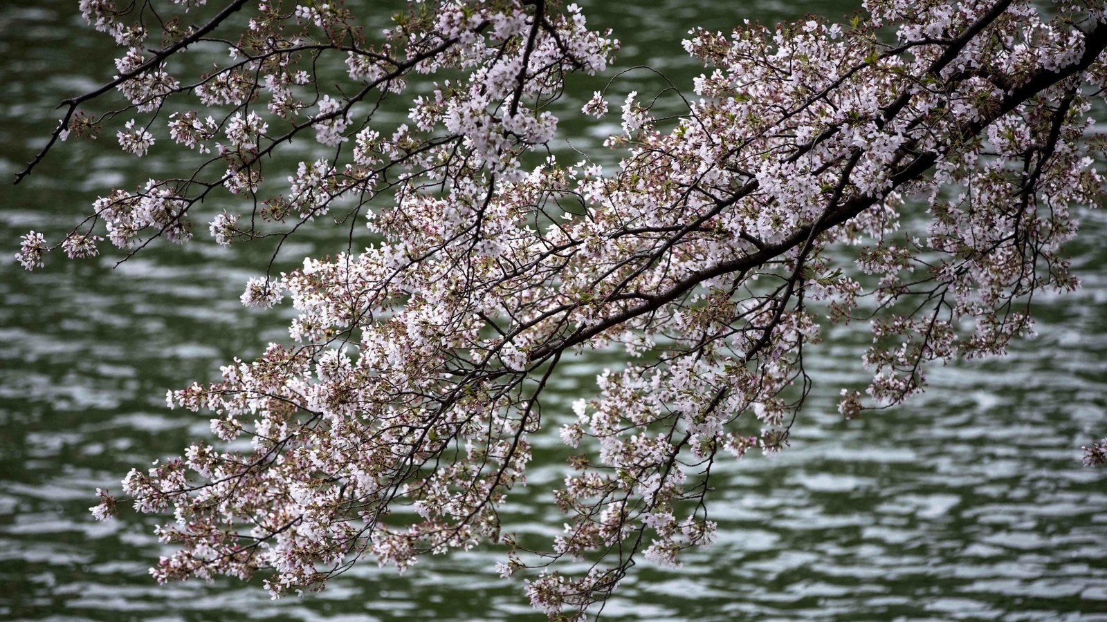 In Photos Cautious Appreciation As Japan S Famous Cherry Blossoms Bloom Early World News Hindustan Times