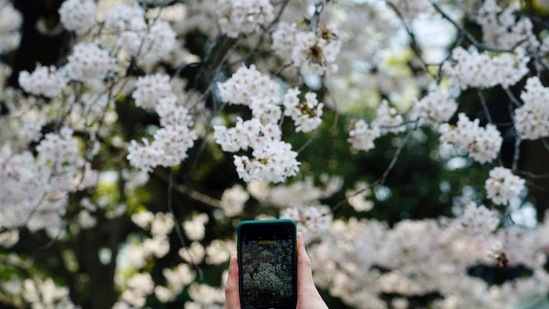 A person takes a photo of cherry blossoms in Tokyo.(AP) A person takes a photo of cherry blossoms in Tokyo.(AP)