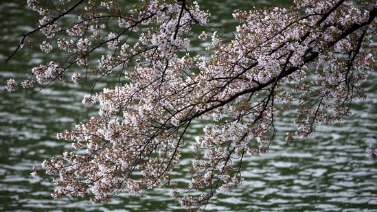 Cherry blossoms in full bloom are seen in Tokyo.(AFP)
