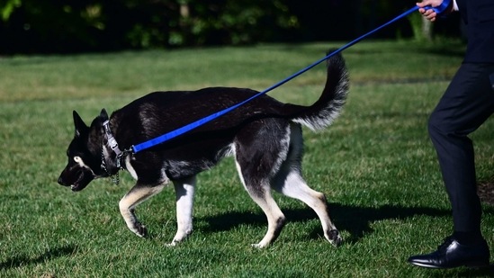 An aide walks the Biden's dog Major on the South Lawn of the White House in Washington, DC.(AFP)
