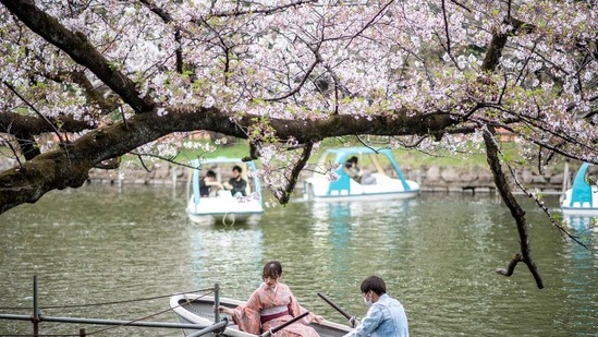 People ride boats watching cherry blossoms at Inokashira Park in Tokyo.(AFP) People ride boats watching cherry blossoms at Inokashira Park in Tokyo.(AFP)