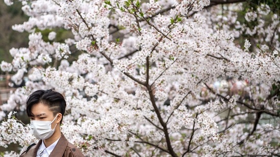 A person poses in front of cherry blossoms at Inokashira Park in Tokyo.(AFP) A person poses in front of cherry blossoms at Inokashira Park in Tokyo.(AFP)