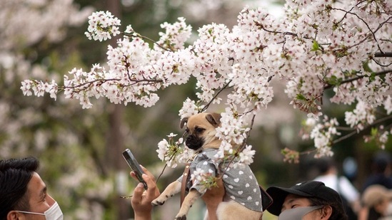 A man poses his dog in front of cherry blossoms at Inokashira Park in Tokyo.(AFP) A man poses his dog in front of cherry blossoms at Inokashira Park in Tokyo.(AFP)