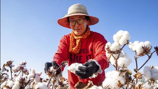 In this file photo, a cotton picker works in the field in Hami in northwest China's Xinjiang region. (AP)