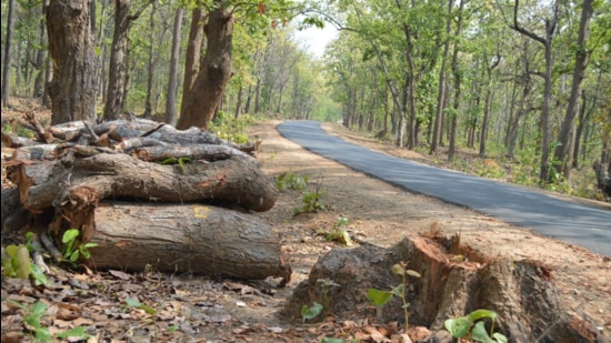 Highway construction has taken heavy toll on trees in Odisha. (Ranjit Patnaik/HT PHOTO) Highway construction has taken heavy toll on trees in Odisha. (Ranjit Patnaik/HT PHOTO)