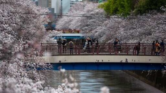 People gather on bridges as cherry blossoms bloom over Meguro River in Tokyo.(AP) People gather on bridges as cherry blossoms bloom over Meguro River in Tokyo.(AP)