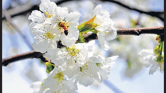 Sudden rise in temperature has caused premature blooming in higher altitude orchards. (Deepak Sansta / HT) Sudden rise in temperature has caused premature blooming in higher altitude orchards. (Deepak Sansta / HT)