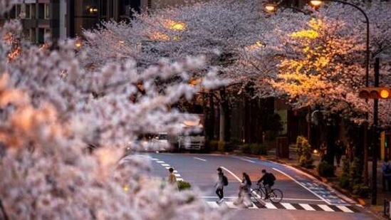 People walk across a street under a canopy of cherry blossoms.(AP) People walk across a street under a canopy of cherry blossoms.(AP)