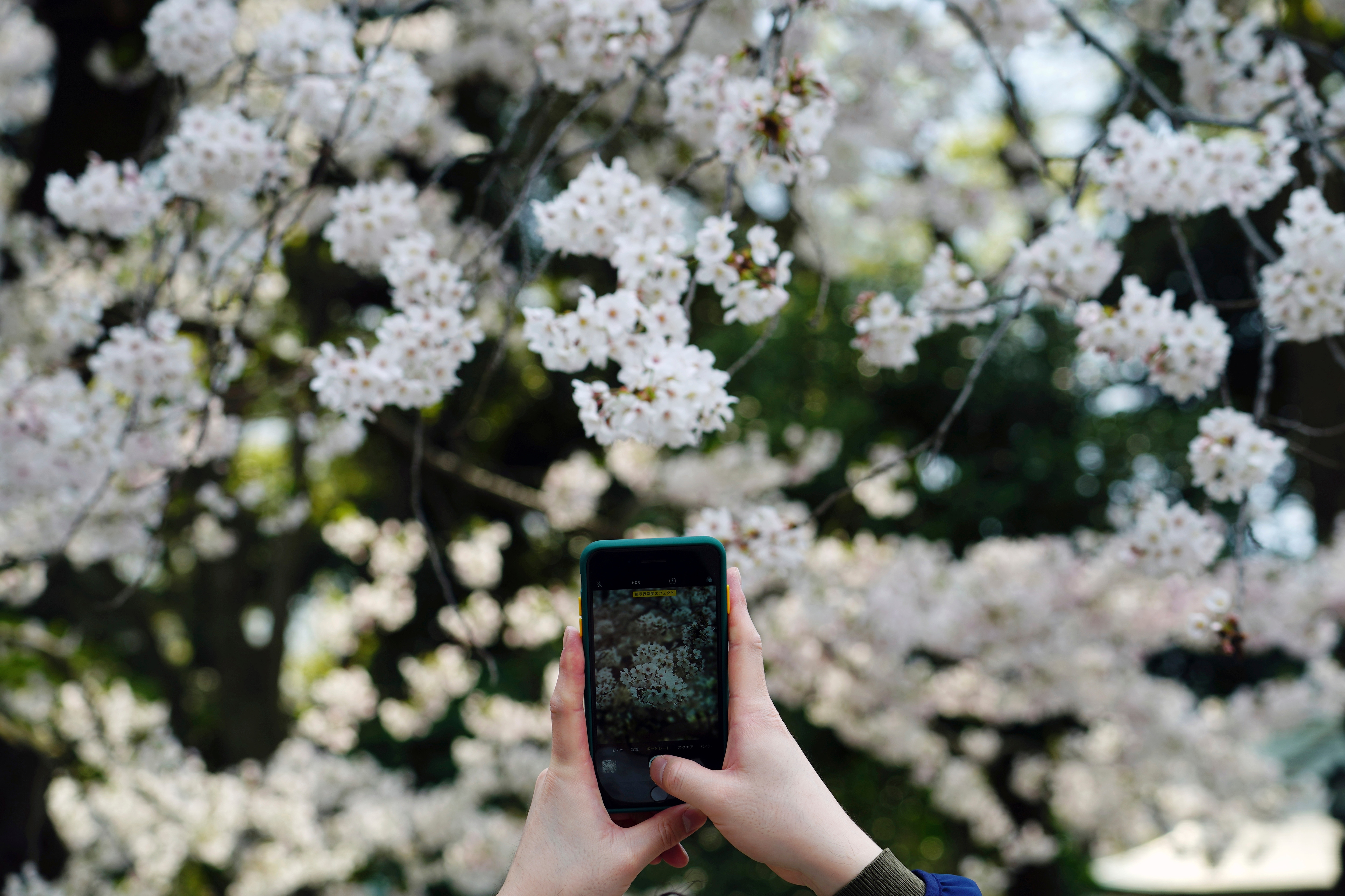 A person takes a photo of cherry blossoms in Tokyo.(AP) A person takes a photo of cherry blossoms in Tokyo.(AP)