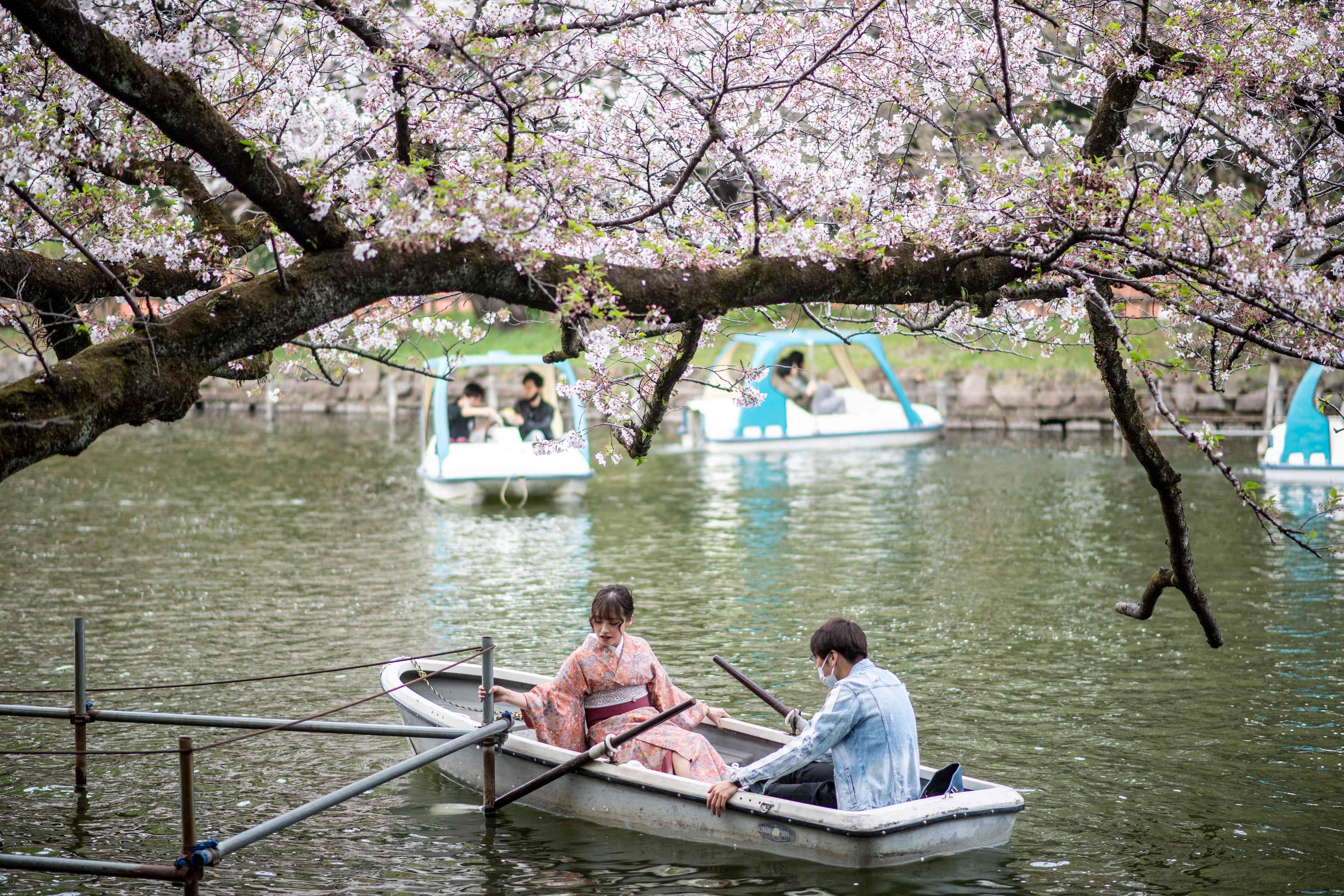 People ride boats watching cherry blossoms at Inokashira Park in Tokyo.(AFP) People ride boats watching cherry blossoms at Inokashira Park in Tokyo.(AFP)