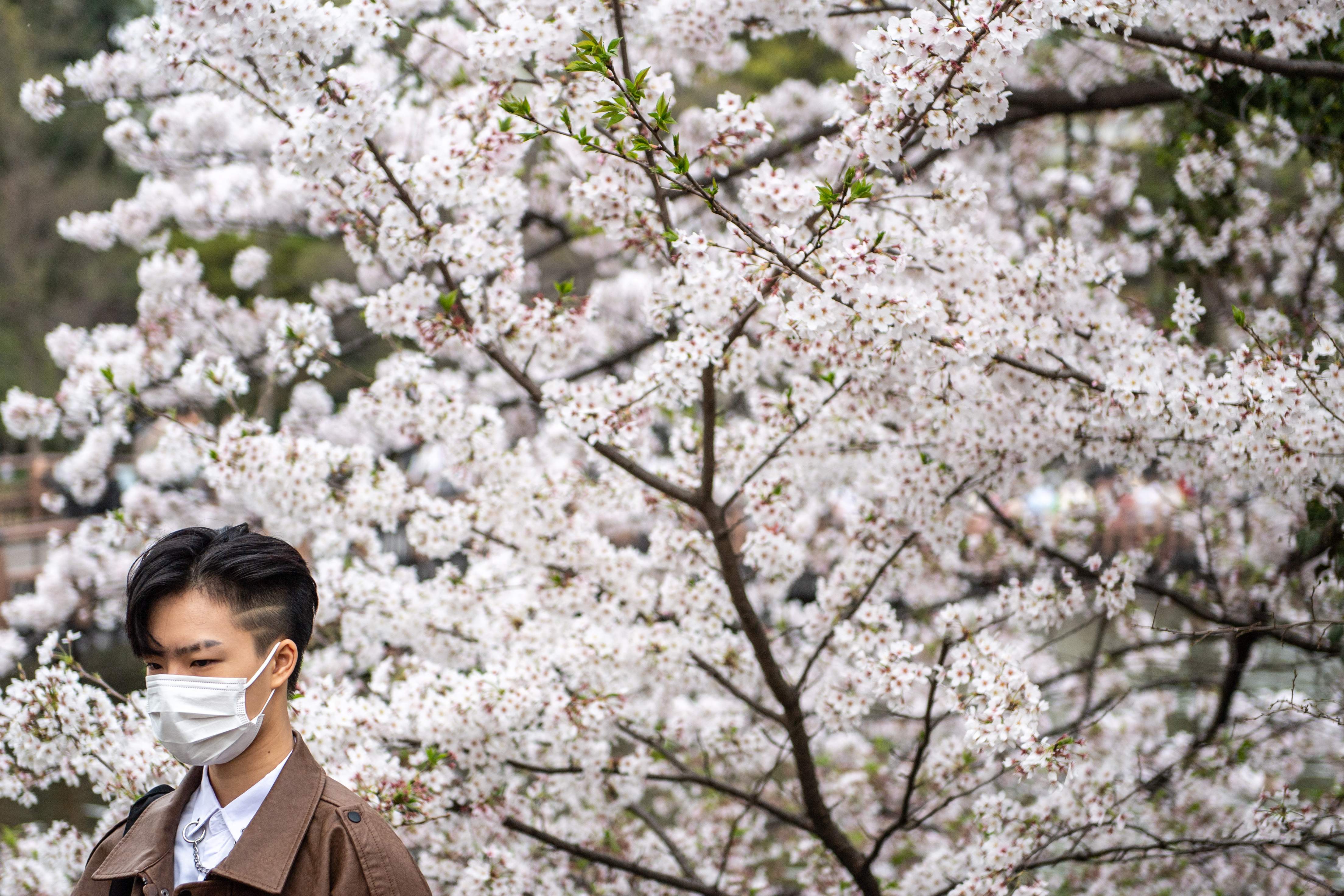 A person poses in front of cherry blossoms at Inokashira Park in Tokyo.(AFP) A person poses in front of cherry blossoms at Inokashira Park in Tokyo.(AFP)