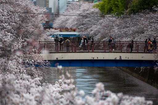 People gather on bridges as cherry blossoms bloom over Meguro River in Tokyo.(AP) People gather on bridges as cherry blossoms bloom over Meguro River in Tokyo.(AP)