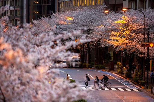 People walk across a street under a canopy of cherry blossoms.(AP) People walk across a street under a canopy of cherry blossoms.(AP)