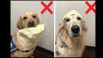 The images show doggos Leica and Trinity.(Facebook/@Cincinnati Children's Hospital Medical Center) The images show doggos Leica and Trinity.(Facebook/@Cincinnati Children's Hospital Medical Center)