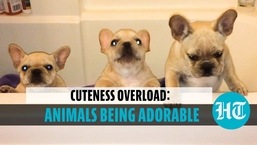 Animals being cute!